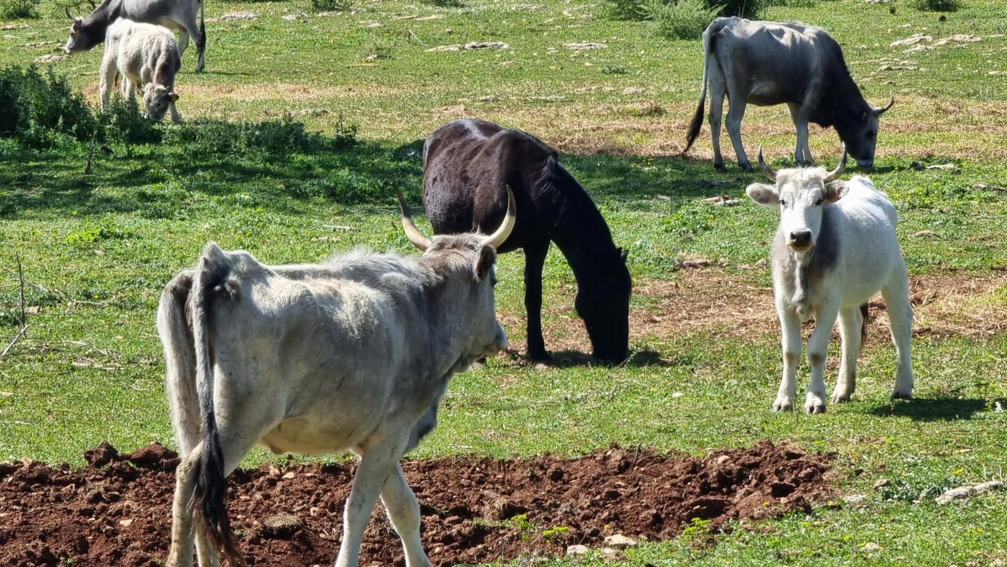 Agriturismo Iazzo Scagno Martina Franca Zewnętrze zdjęcie