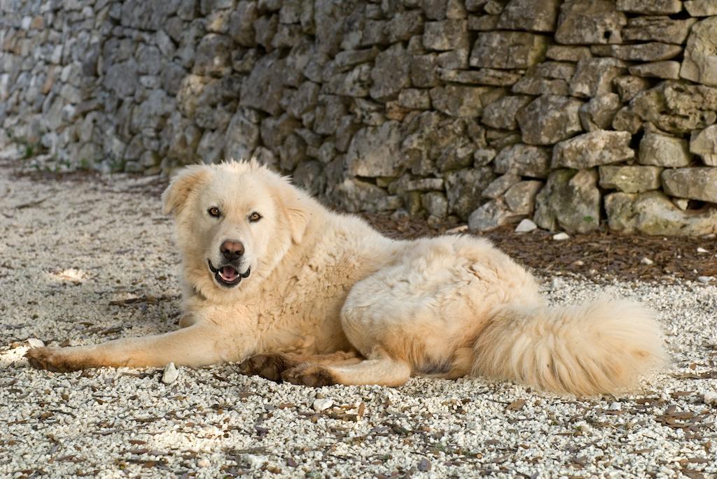 Agriturismo Iazzo Scagno Martina Franca Zewnętrze zdjęcie