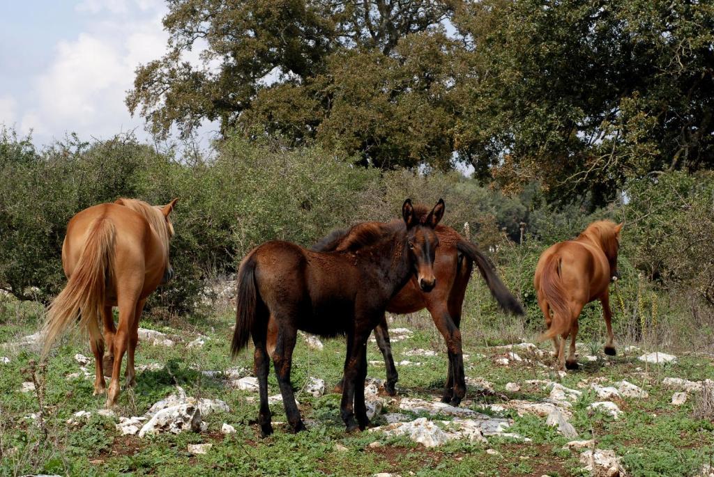 Agriturismo Iazzo Scagno Martina Franca Zewnętrze zdjęcie