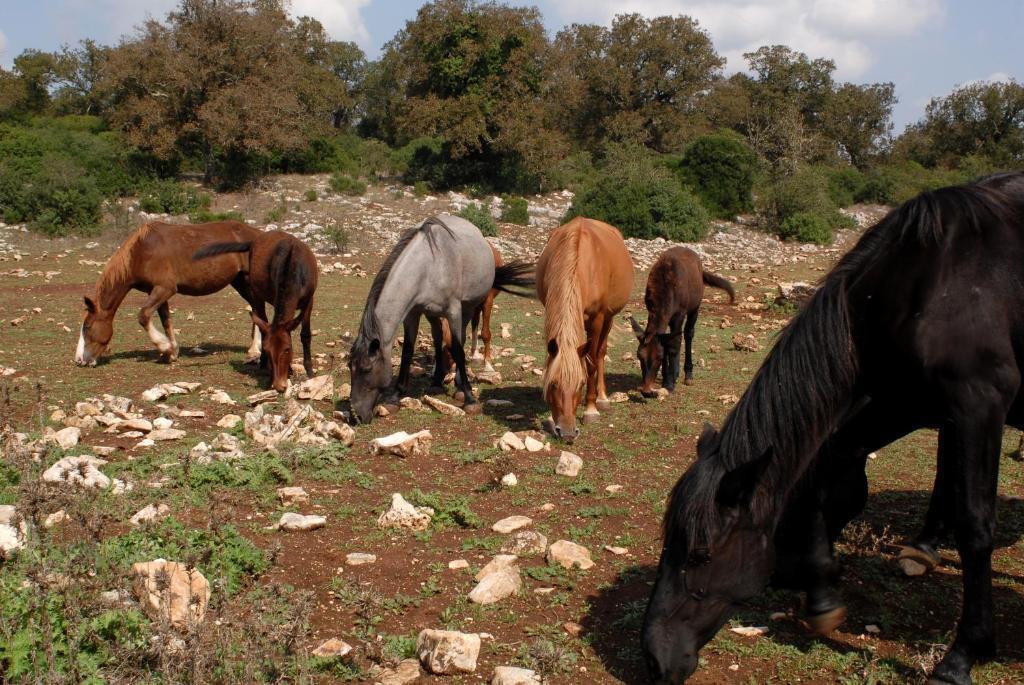 Agriturismo Iazzo Scagno Martina Franca Zewnętrze zdjęcie